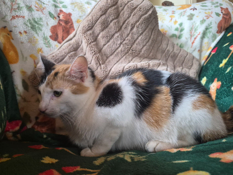 Gorgeous Kittens