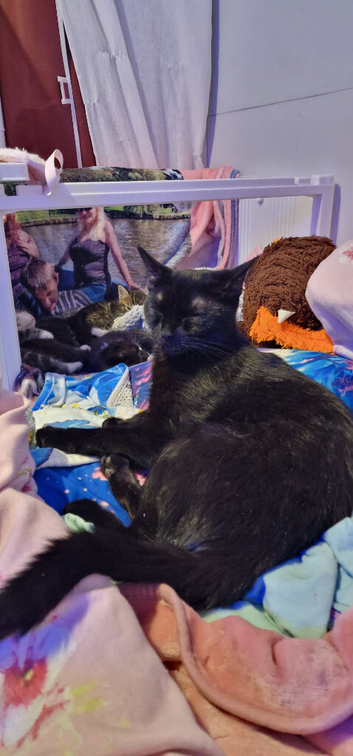 3 kittens need a new home asap 8 weeks old.