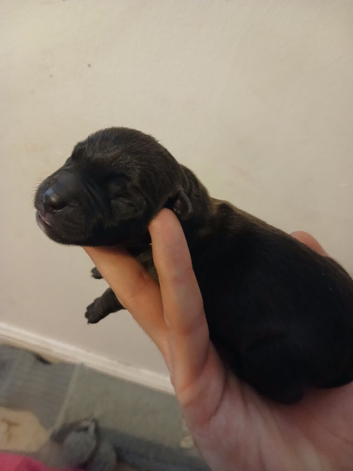 Patterdale terrier
