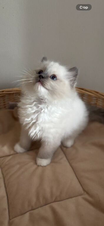 Stunning active female ragdoll available