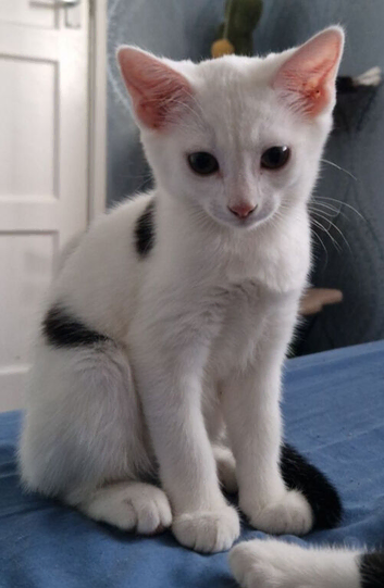 Kittens