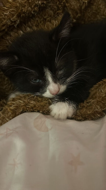 9 week.old little girl kitten