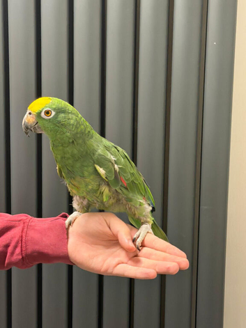Yellow-crowned Amazon -tame