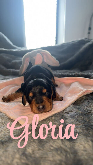 Dachshund x Cocker Spaniel (Cockerhund)