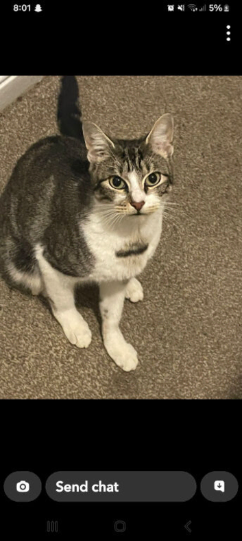 female cat needs rehoming
