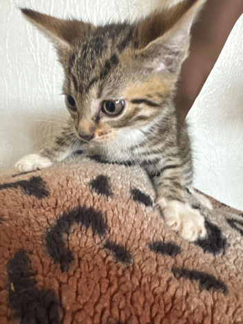 Kittens for sale