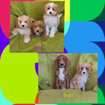 Beautiful Cavapoo Puppies