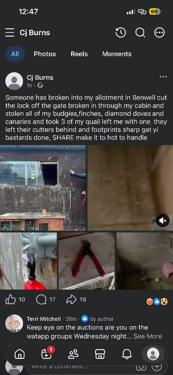 Birds stolen from benwell Newcastle