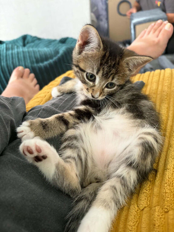 Kitten