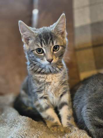 Kittens for sale-only 2 left!