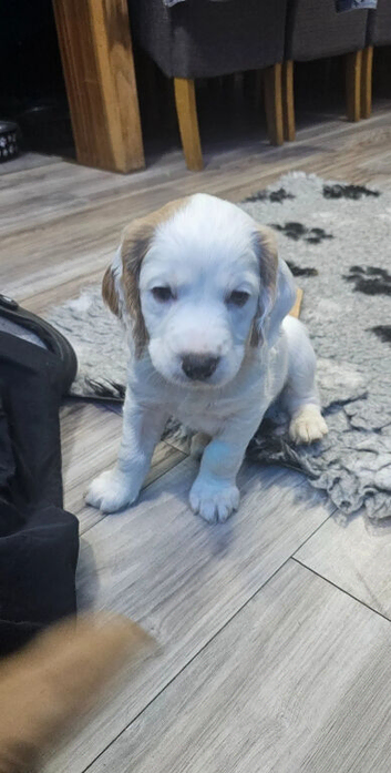 Amazing Cocker Spaniel Puppies
