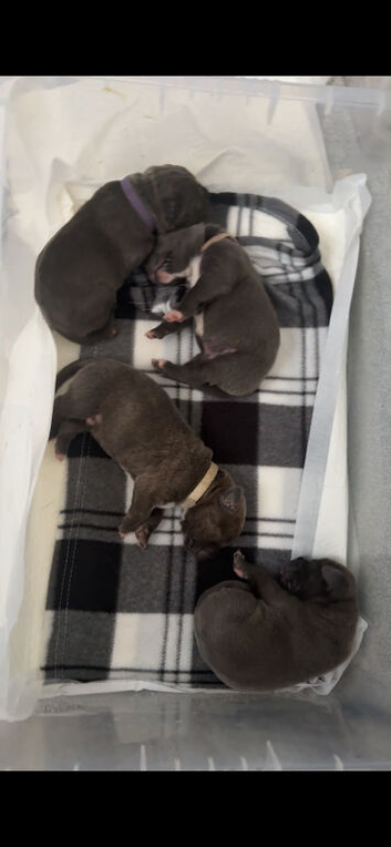 Pups