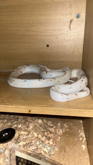 White male cornsnake for sale