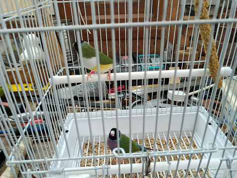 Gouldian Finches