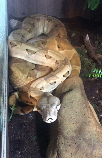 6ft female salmon boa