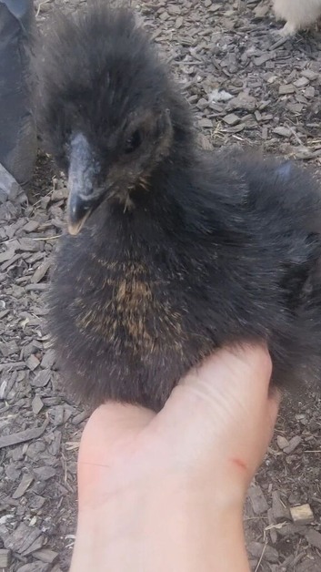 Black&gold silkies hatch 19/05/2026, off heat, unsexed