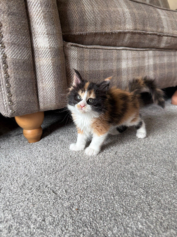 Maine Coon Kittens