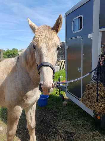 Irish draught - foal