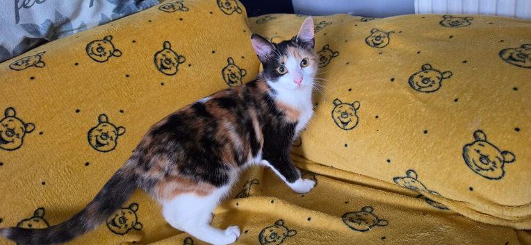 Calico girl