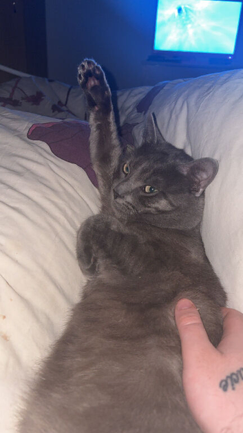 Male cat