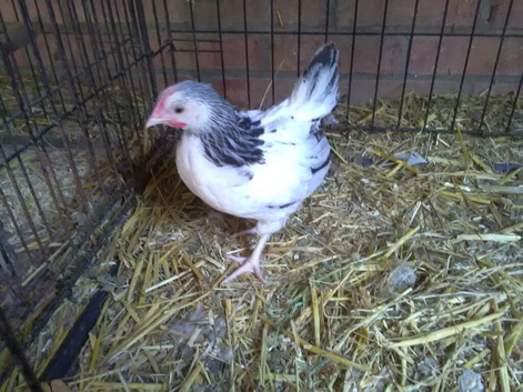 Lovely Pure Bred Light Sussex Bantam Cockerel 9 weeks old