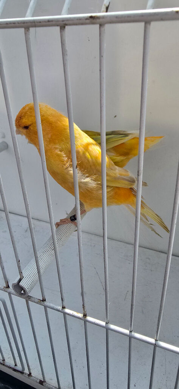 BEAUTIFUL PAIR OF YELLOW SATINET X YELLOW ISABEL