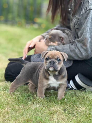 Female English bulldog puppies