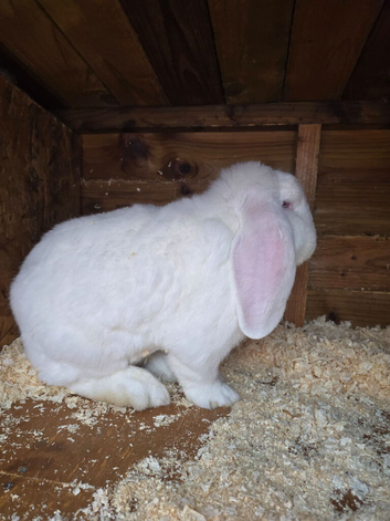 Rew french lop buck 10 months show stock