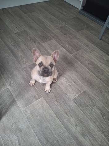 KC french bulldog pup