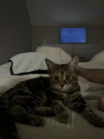 3.5 month old kitten for sale