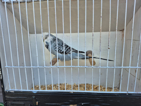 Male grey opaline budgie.