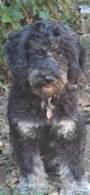 Very well behaved dog