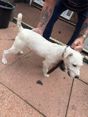 Parson Jack Russell