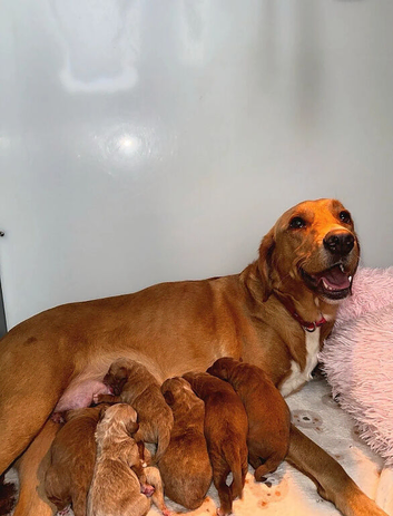 Beautiful Labrador Retriever puppies ready for rehoming.