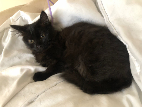 Black Longhaired male kitten for sale