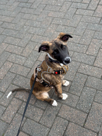 Belgian Malinois x whippet