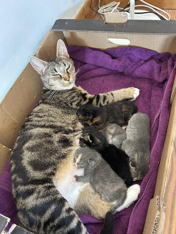 Stunning mixed breed kittens