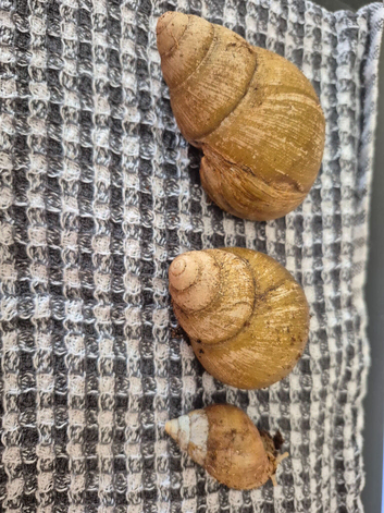 4 giant african land snails.