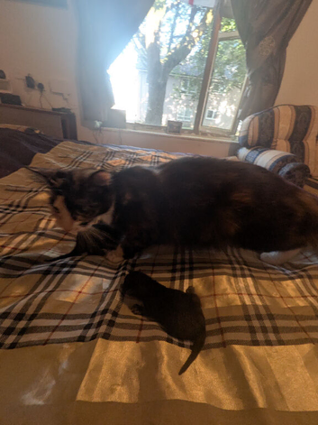 4 kittens for sale