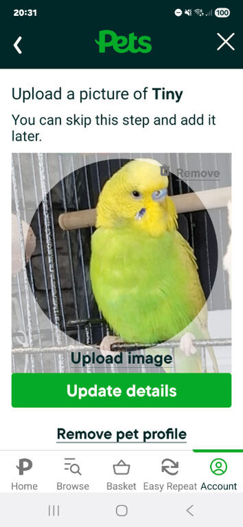 Budgie male