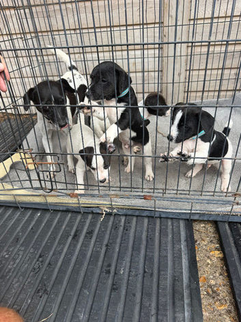 Jack russel puppy&rsquo;s