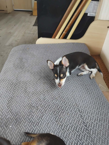 Chorkie puppie