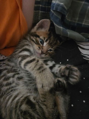 Beautiful kittens ready for forever home soon