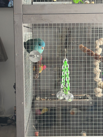 Parakeet for sale and cage