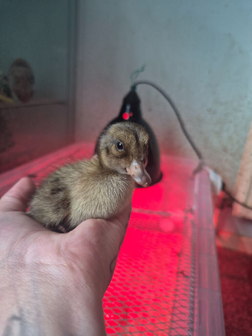 Day old Appleyard ducklings