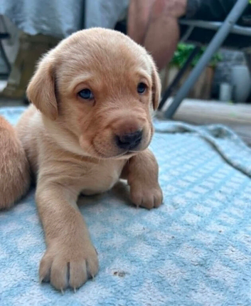 Kc registered health tested Labrador