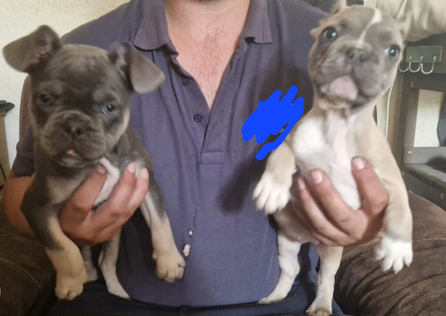 2 Frug Puppies left