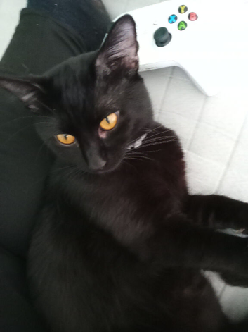 Cat for sale