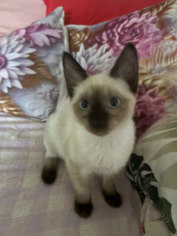 Ragdoll mix sphynx