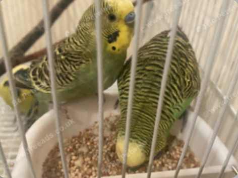 Budgies
